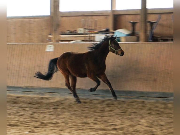 Deutsches Reitpony Mix Wallach 5 Jahre 145 cm Brauner in OrtenbergOrtenberg