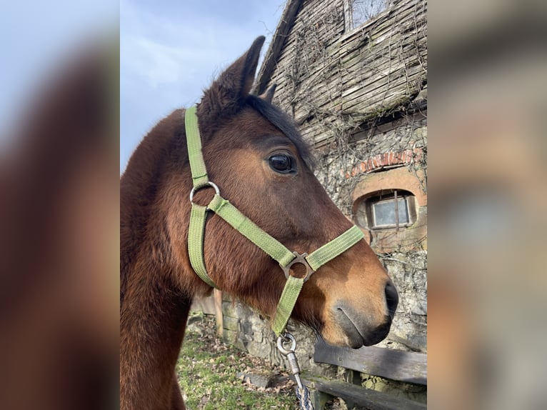 Deutsches Reitpony Mix Wallach 5 Jahre 145 cm Brauner in OrtenbergOrtenberg