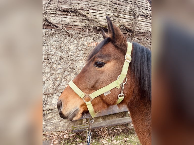 Deutsches Reitpony Mix Wallach 5 Jahre 145 cm Brauner in OrtenbergOrtenberg