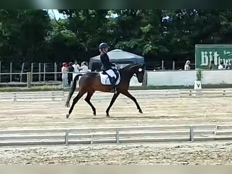 Deutsches Reitpony Wallach 5 Jahre 145 cm Brauner in Eckenroth