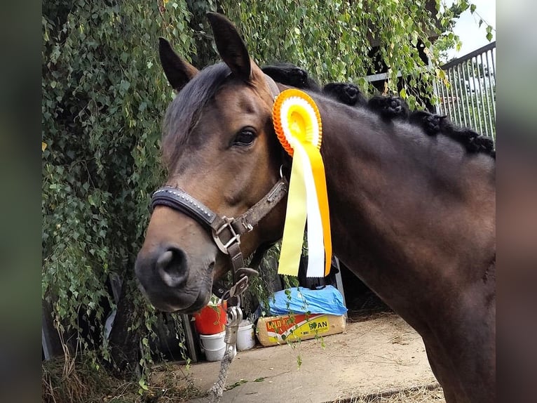 Deutsches Reitpony Wallach 5 Jahre 145 cm Brauner in Eckenroth