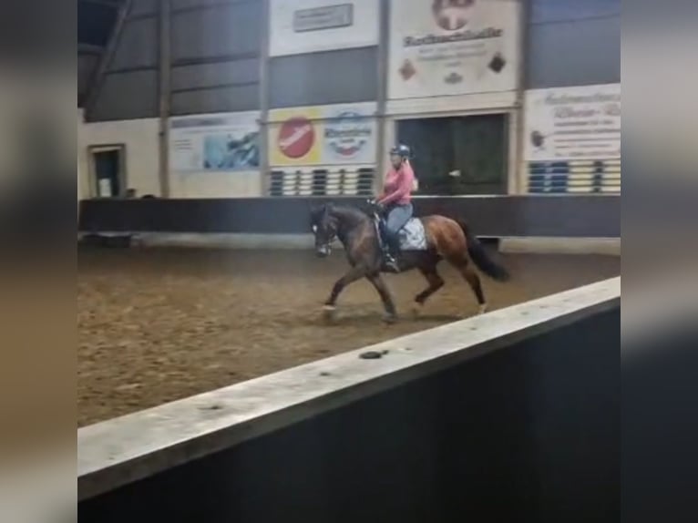 Deutsches Reitpony Wallach 5 Jahre 145 cm Brauner in Mülheim an der Ruhr