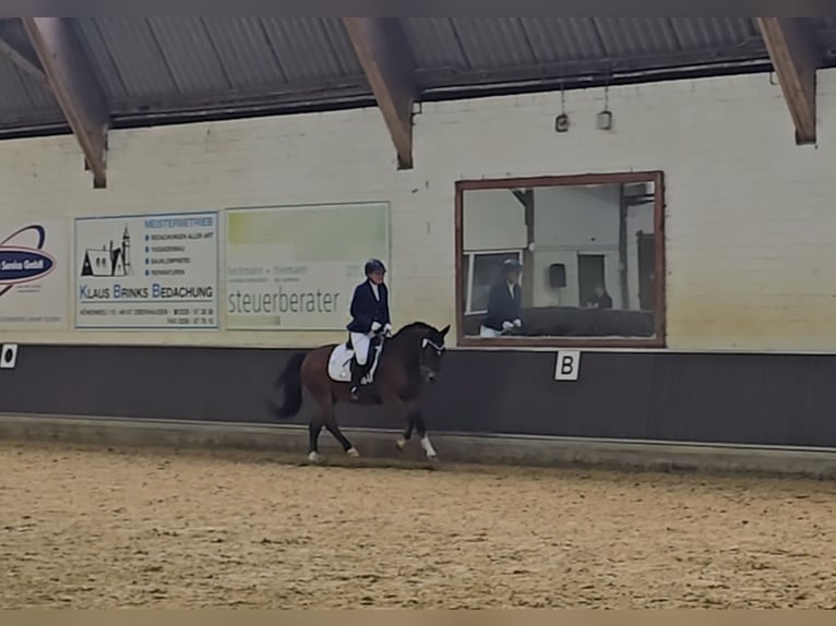 Deutsches Reitpony Wallach 5 Jahre 145 cm Brauner in Mülheim an der Ruhr