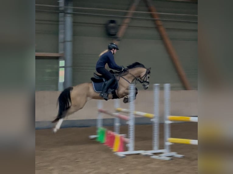 Deutsches Reitpony Wallach 5 Jahre 145 cm Buckskin in Sontra