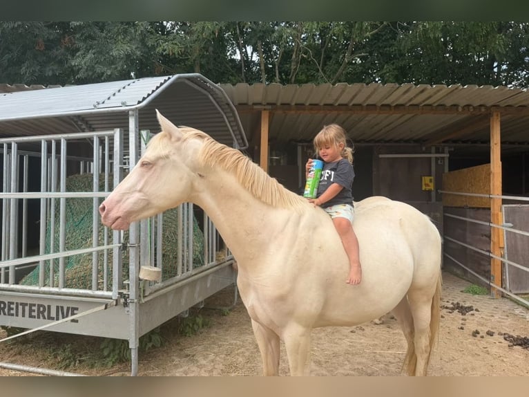 Deutsches Reitpony Wallach 5 Jahre 145 cm Cremello in Korschenbroich