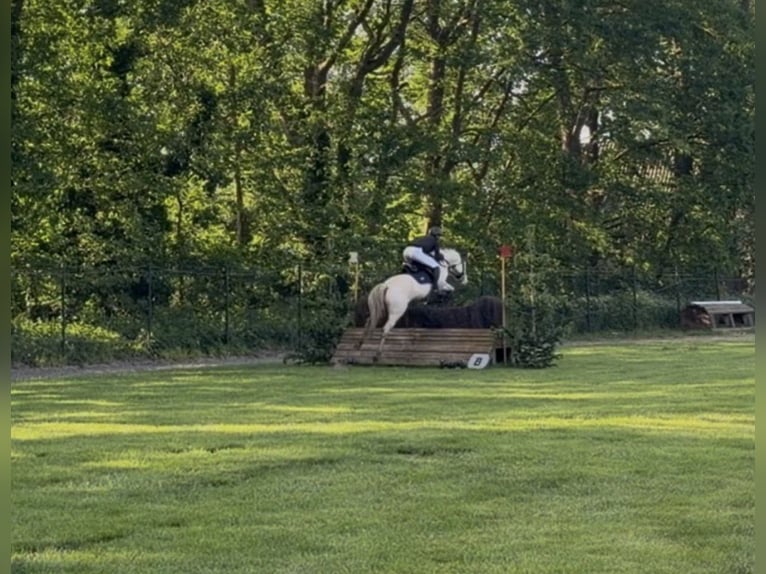 Deutsches Reitpony Wallach 5 Jahre 145 cm Cremello in Korschenbroich