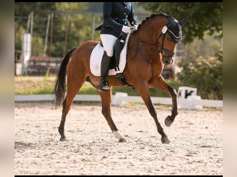 Deutsches Reitpony Wallach 5 Jahre 145 cm in Kempen