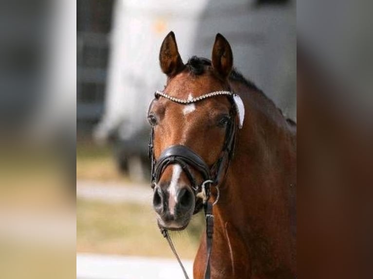 Deutsches Reitpony Wallach 5 Jahre 145 cm in Kempen