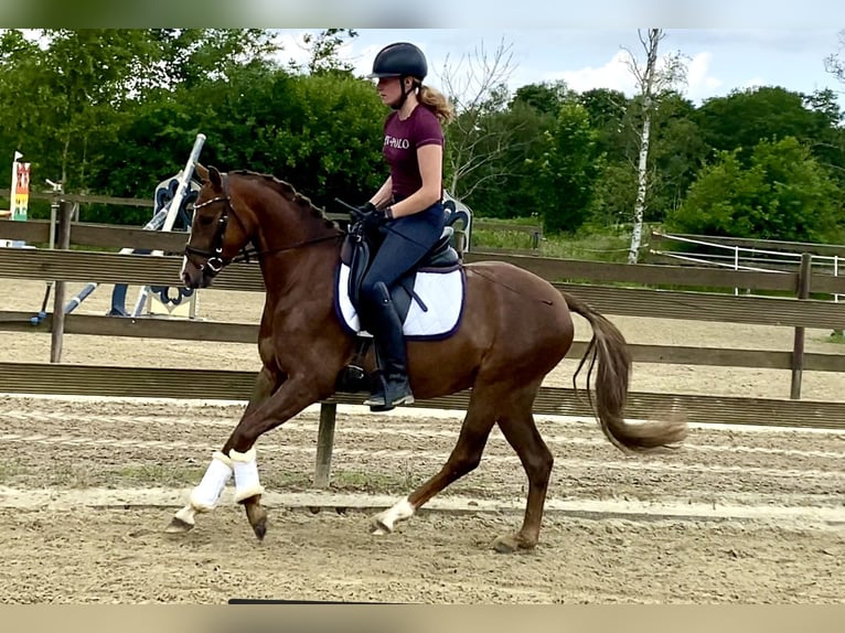 Deutsches Reitpony Wallach 5 Jahre 145 cm Dunkelfuchs in Hude (Oldenburg)Hude