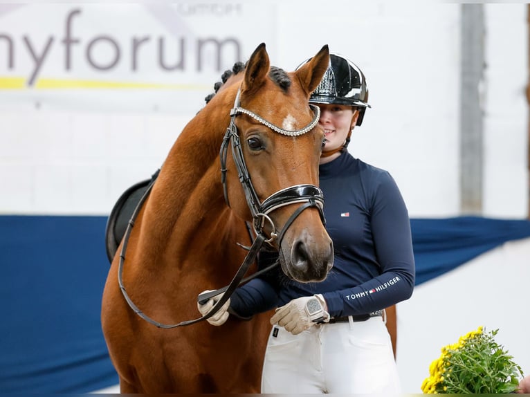 Deutsches Reitpony Wallach 5 Jahre 145 cm Falbe in Marsberg