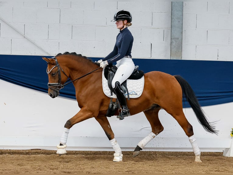 Deutsches Reitpony Wallach 5 Jahre 145 cm Falbe in Marsberg