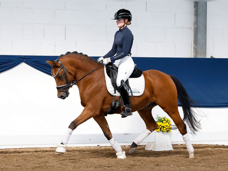 Deutsches Reitpony Wallach 5 Jahre 145 cm Falbe in Marsberg