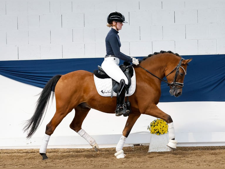 Deutsches Reitpony Wallach 5 Jahre 145 cm Falbe in Marsberg