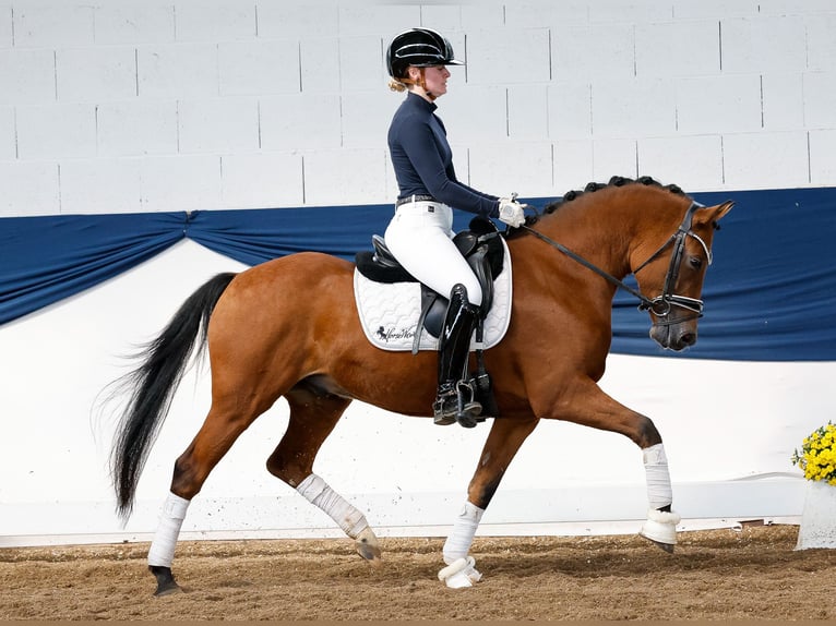 Deutsches Reitpony Wallach 5 Jahre 145 cm Falbe in Marsberg