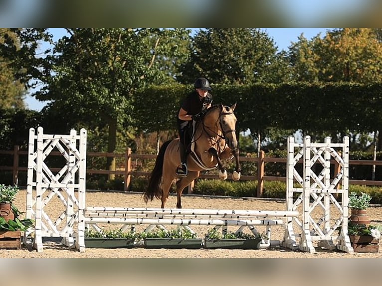 Deutsches Reitpony Wallach 5 Jahre 145 cm Falbe in Oost West en Middelbeers