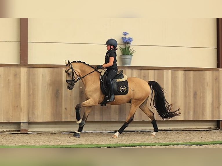 Deutsches Reitpony Wallach 5 Jahre 145 cm Falbe in Oost West en Middelbeers