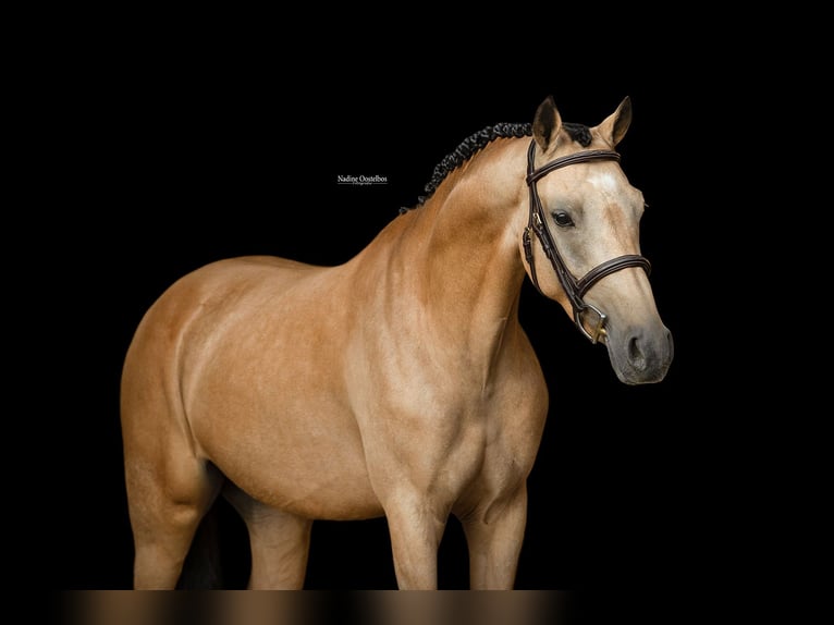 Deutsches Reitpony Wallach 5 Jahre 145 cm Falbe in Oost West en Middelbeers