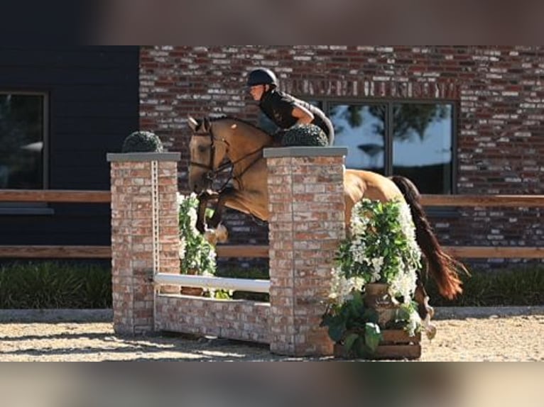 Deutsches Reitpony Wallach 5 Jahre 145 cm Falbe in Oost West en Middelbeers