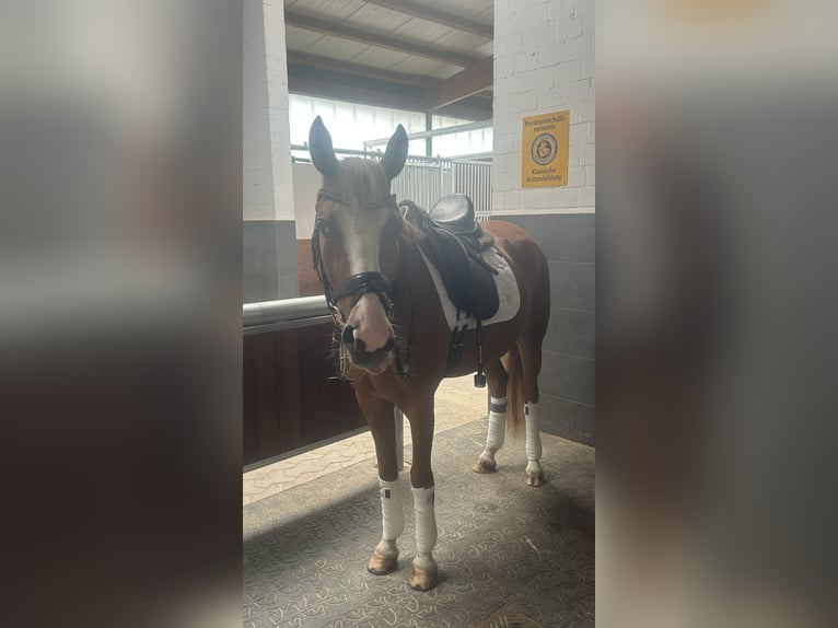 Deutsches Reitpony Wallach 5 Jahre 145 cm Fuchs in Löhne