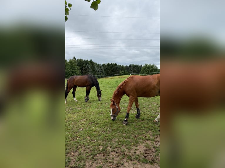 Deutsches Reitpony Wallach 5 Jahre 145 cm Fuchs in Löhne