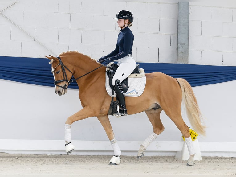Deutsches Reitpony Wallach 5 Jahre 145 cm Fuchs in Marsberg Deutsches Reitpony Wallach 5 Jahre 145 cm Fuchs in Marsberg