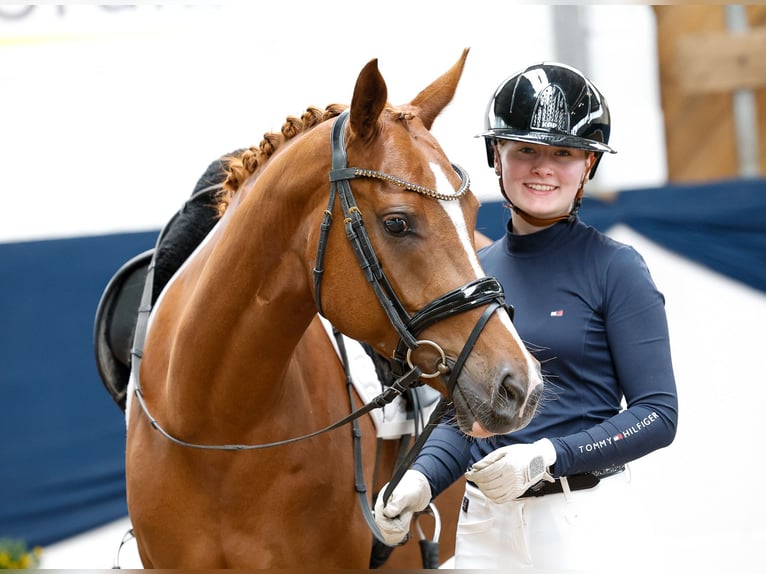 Deutsches Reitpony Wallach 5 Jahre 145 cm Fuchs in Marsberg