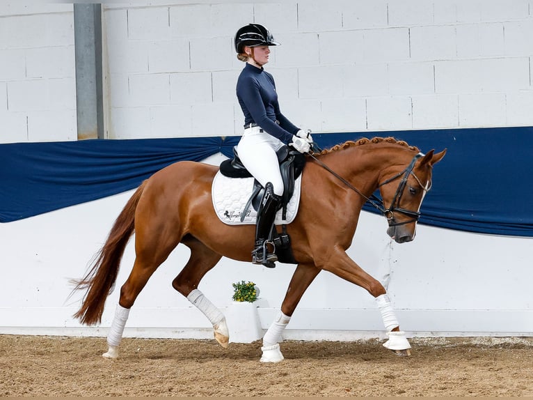 Deutsches Reitpony Wallach 5 Jahre 145 cm Fuchs in Marsberg