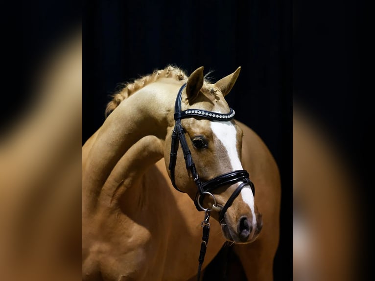 Deutsches Reitpony Wallach 5 Jahre 145 cm Fuchs in Süderlügum