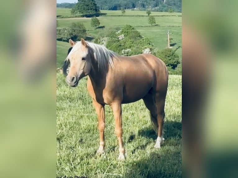 Deutsches Reitpony Wallach 5 Jahre 145 cm Palomino in Lindlar