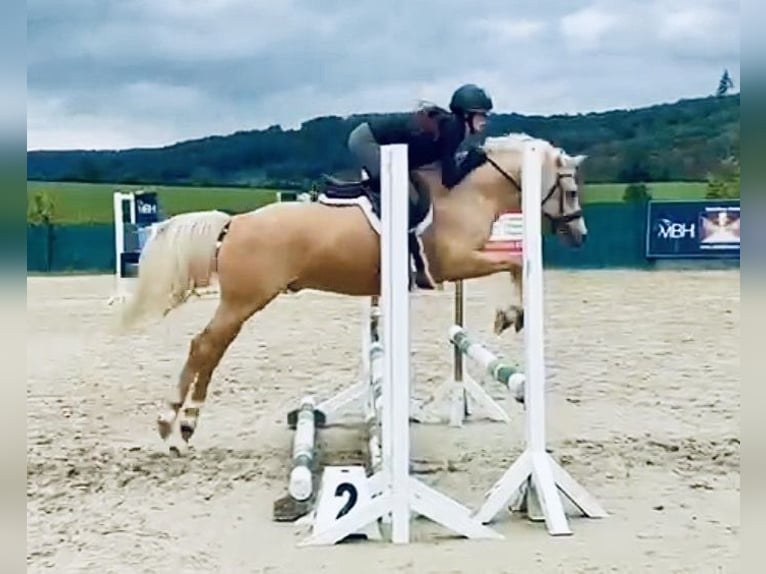 Deutsches Reitpony Wallach 5 Jahre 145 cm Palomino in Lindlar