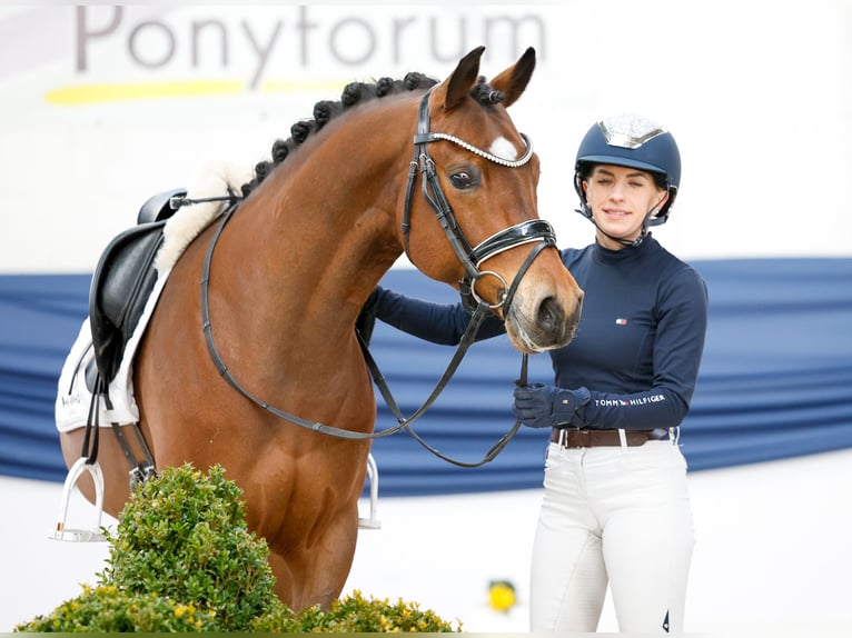 Deutsches Reitpony Wallach 5 Jahre 146 cm Brauner in Marsberg