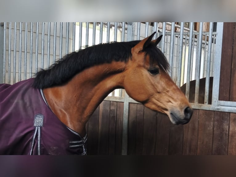 Deutsches Reitpony Wallach 5 Jahre 146 cm Brauner in Meschede