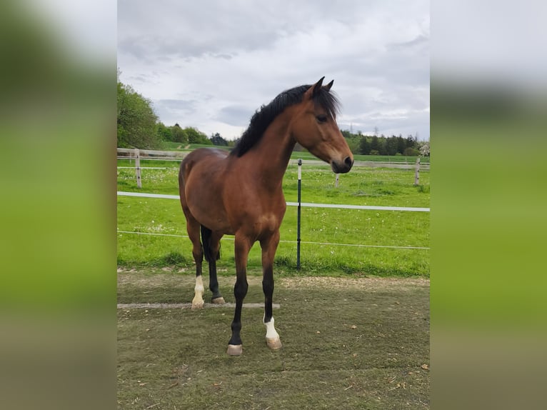Deutsches Reitpony Wallach 5 Jahre 146 cm Brauner in Meschede