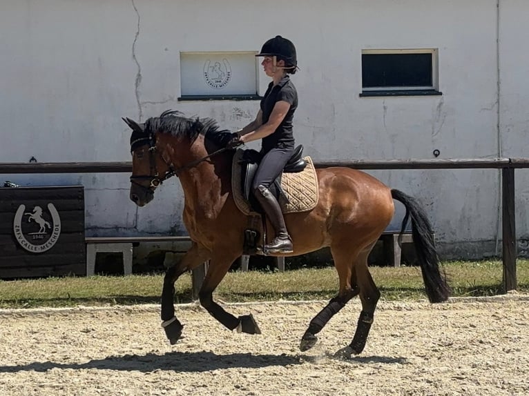Deutsches Reitpony Wallach 5 Jahre 146 cm Brauner in Meschede
