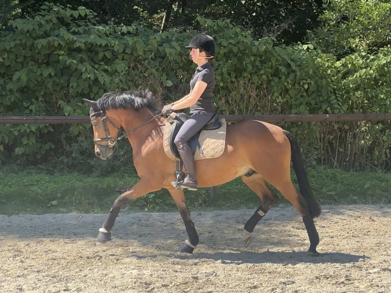 Deutsches Reitpony Wallach 5 Jahre 146 cm Brauner in Meschede