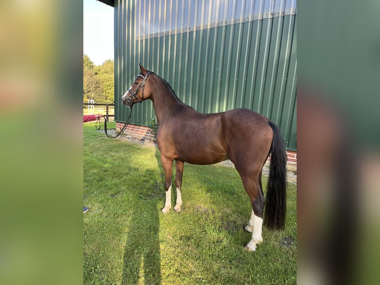 Deutsches Reitpony Wallach 5 Jahre 146 cm Brauner in Ankum