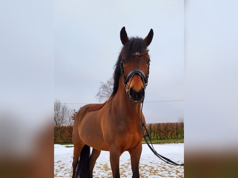 Deutsches Reitpony Wallach 5 Jahre 146 cm Brauner in Frelsdorf