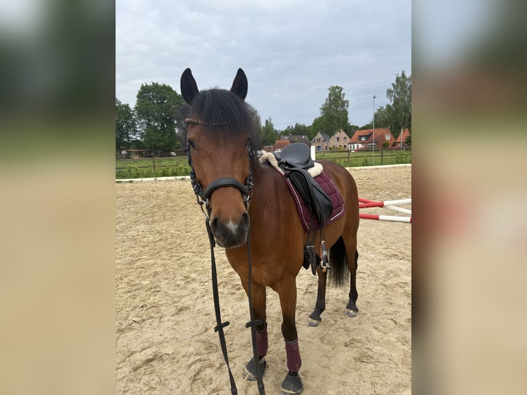 Deutsches Reitpony Wallach 5 Jahre 146 cm Brauner in Verden (Aller)
