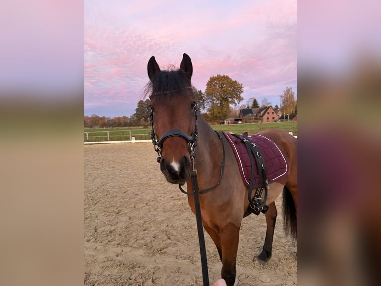Deutsches Reitpony Wallach 5 Jahre 146 cm Brauner in Verden (Aller)