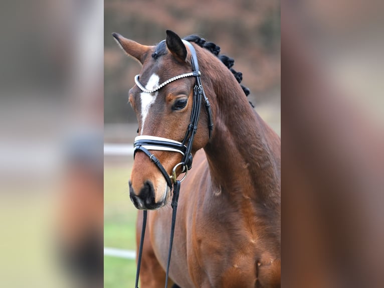 Deutsches Reitpony Wallach 5 Jahre 146 cm Brauner in Klötze