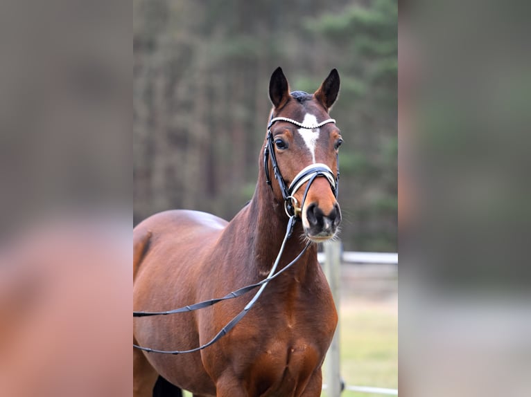 Deutsches Reitpony Wallach 5 Jahre 146 cm Brauner in Klötze