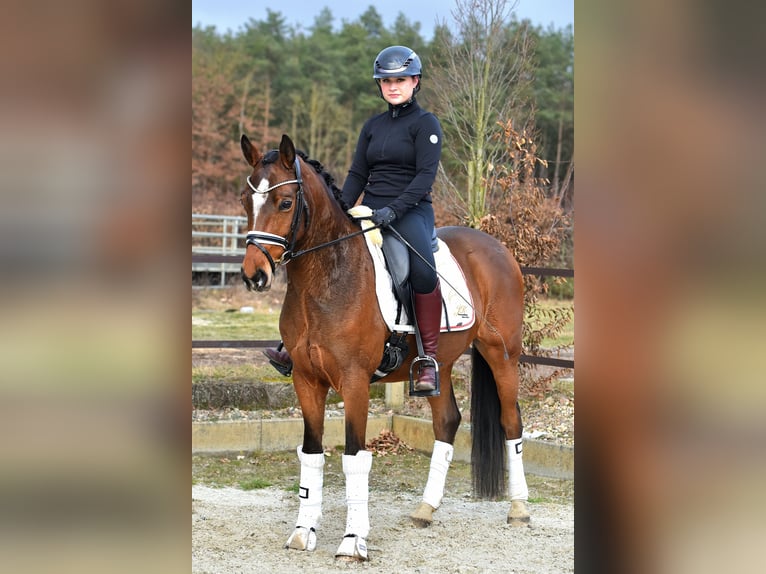 Deutsches Reitpony Wallach 5 Jahre 146 cm Brauner in Klötze