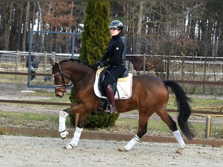 Deutsches Reitpony Wallach 5 Jahre 146 cm Brauner in Klötze