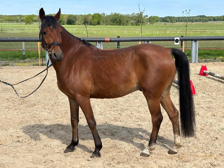 Deutsches Reitpony Wallach 5 Jahre 146 cm Brauner in Lindern (Oldenburg)