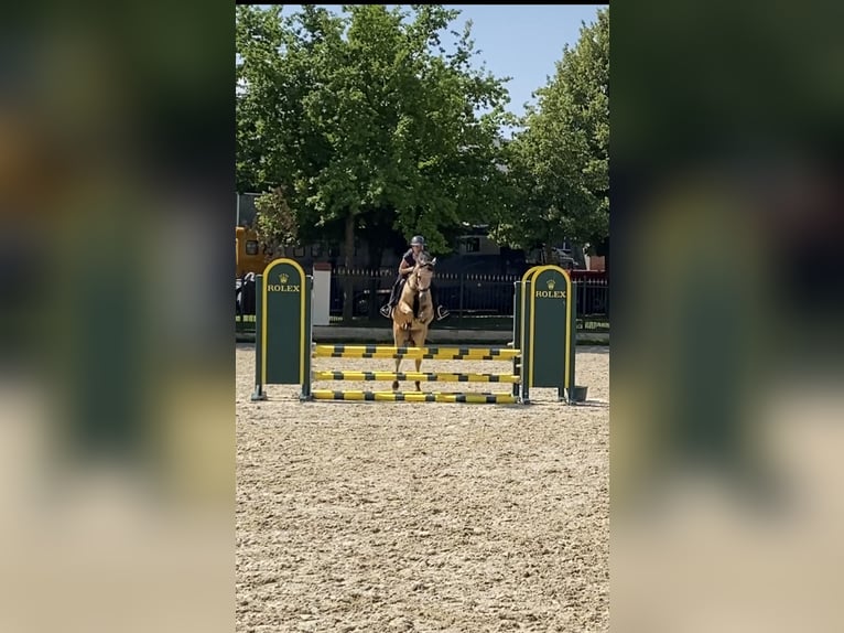 Deutsches Reitpony Wallach 5 Jahre 146 cm Buckskin in G&#xFC;glingen