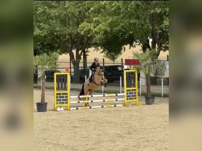 Deutsches Reitpony Wallach 5 Jahre 146 cm Buckskin in G&#xFC;glingen