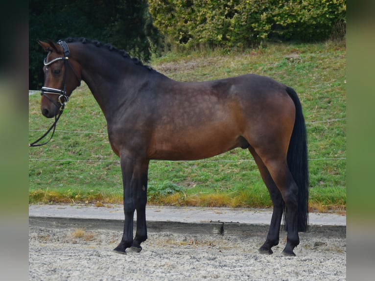 Deutsches Reitpony Wallach 5 Jahre 146 cm Dunkelbrauner in Fürstenau