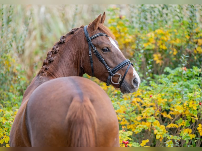 Deutsches Reitpony Wallach 5 Jahre 146 cm Dunkelfuchs in Badbergen