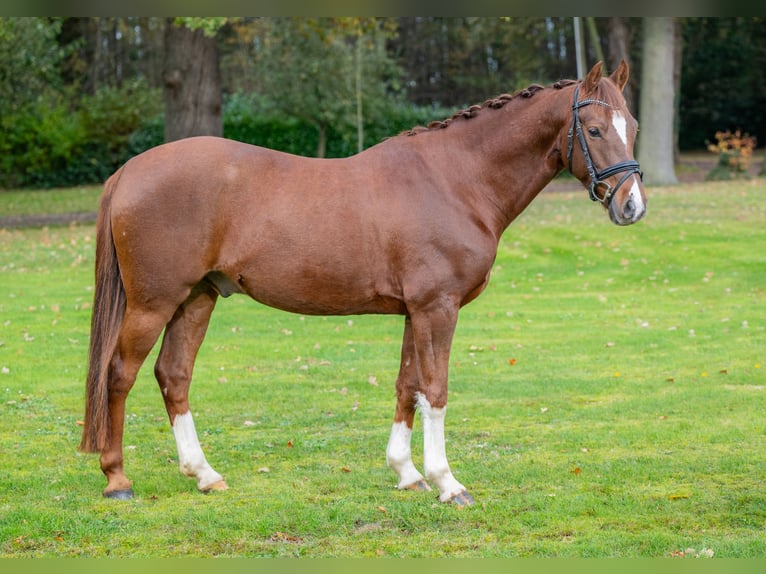 Deutsches Reitpony Wallach 5 Jahre 146 cm Dunkelfuchs in Badbergen