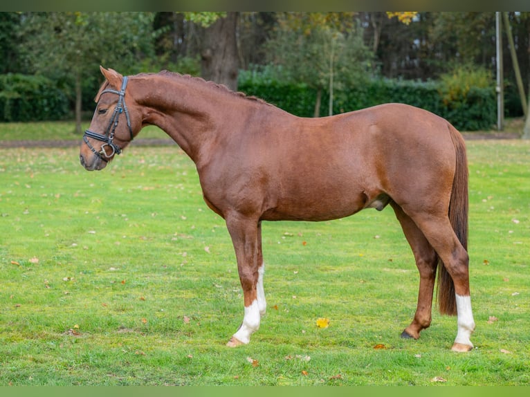 Deutsches Reitpony Wallach 5 Jahre 146 cm Dunkelfuchs in Badbergen